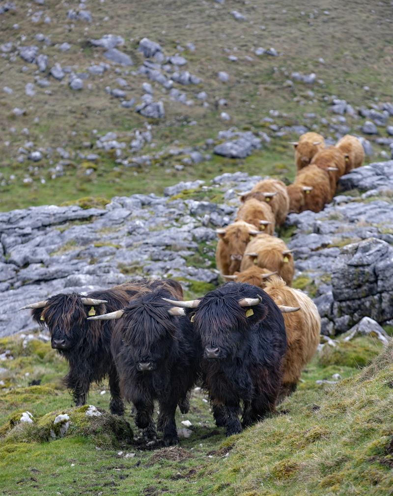 Highland cattle_64278