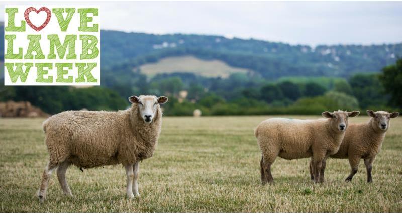 An image of three sheep standing in a field with a graphic above their heads. The graphic reads 'love lamb week'.