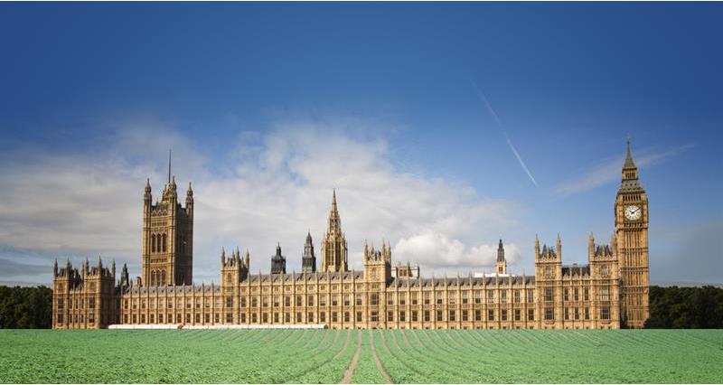 An image of the Houses of Parliament on a field of crops