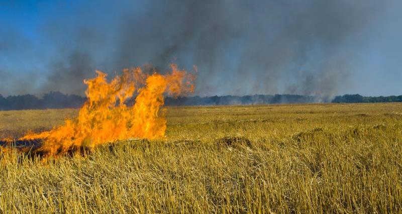 Fire in a crops field