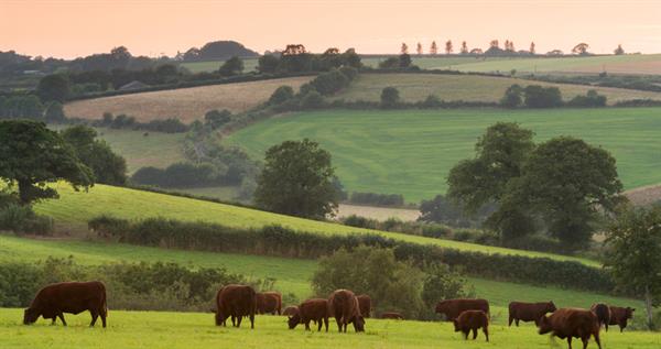 Farming landscape with grazing cattle_70084