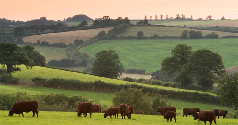 Farming landscape with grazing cattle