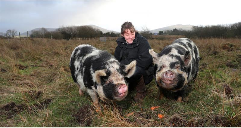 Emma Bennett - Maes Mawr - and her pigs_60189
