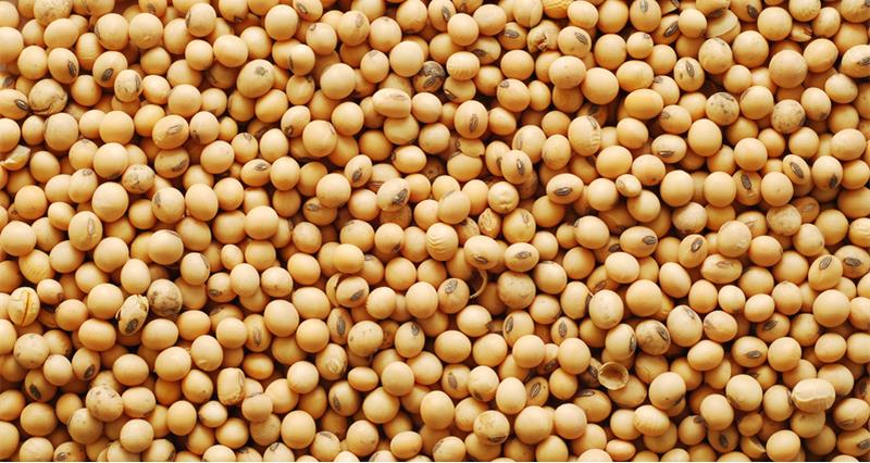 A picture of a pile of soya beans