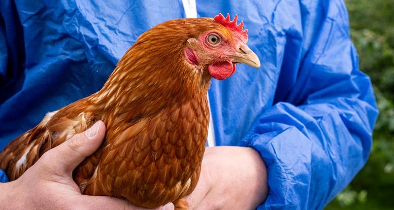 A poultry worker holding a brown hen