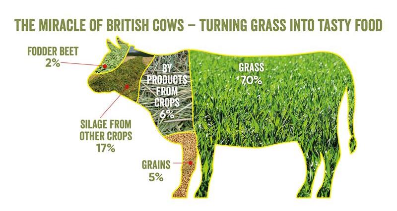 Cattle feed infographic_69617