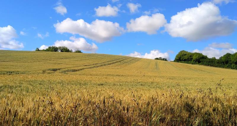Crops growing in a field with blue skies in the background