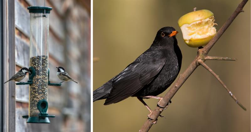 best bird feeder for blackbirds