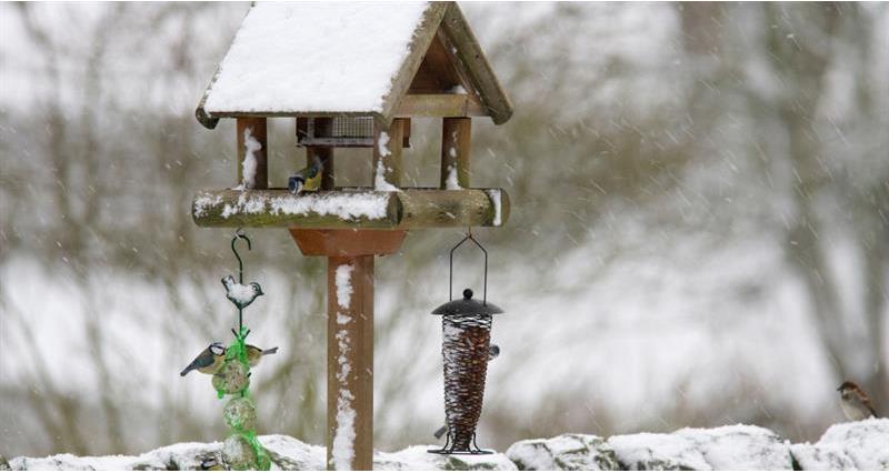 Blue tits at a winter feeder_59012