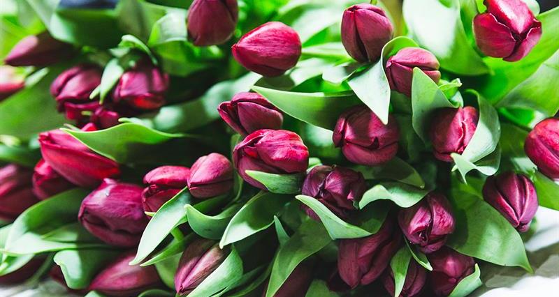 Tulips Belmont Nurseries - web size_66350