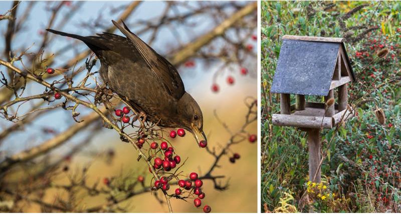 Blackbird feeding on hawthorn and a bird feeding table_59005