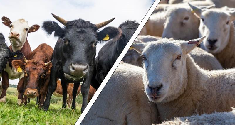 Beef cattle and sheep