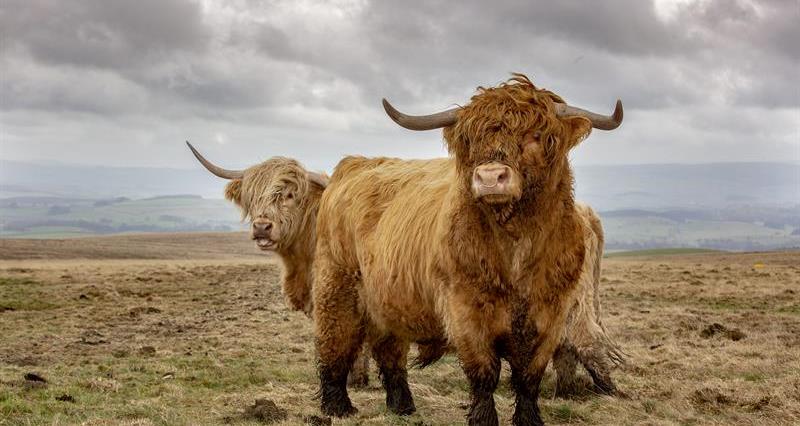 Highland cattle_64281
