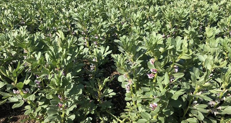 Close up image of bean plants 