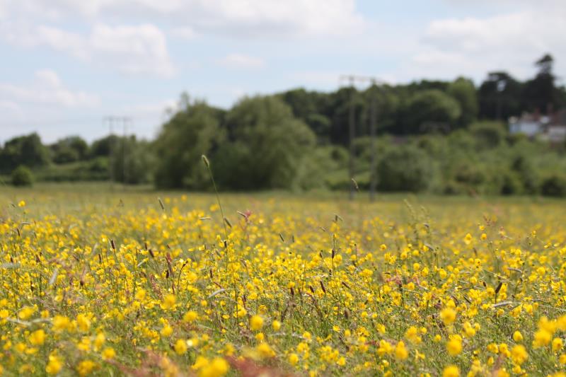 Lugg meadow (c) Plantlife-Chris Harris_20631