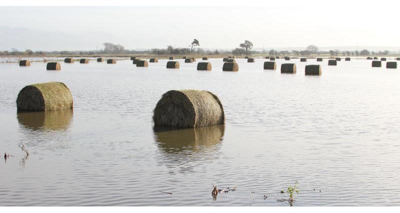 Hay bales in flooded field on Somerset Levels_23006