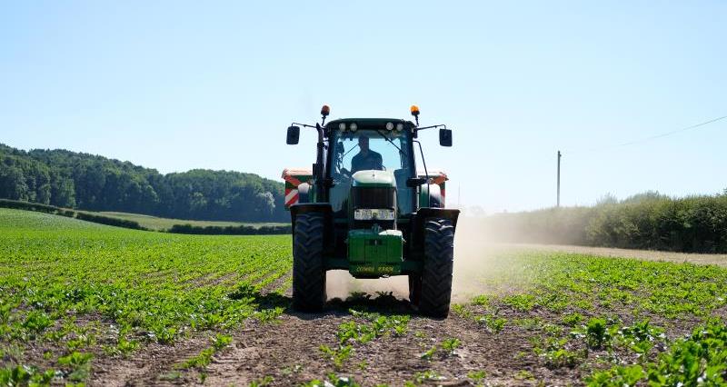 A green tractor in the middle of a sugar beet field. 