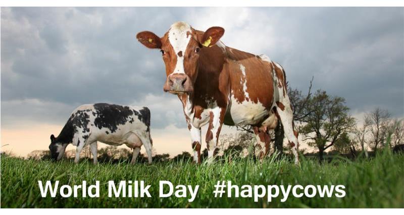 World Milk Day Happy Cows_34931
