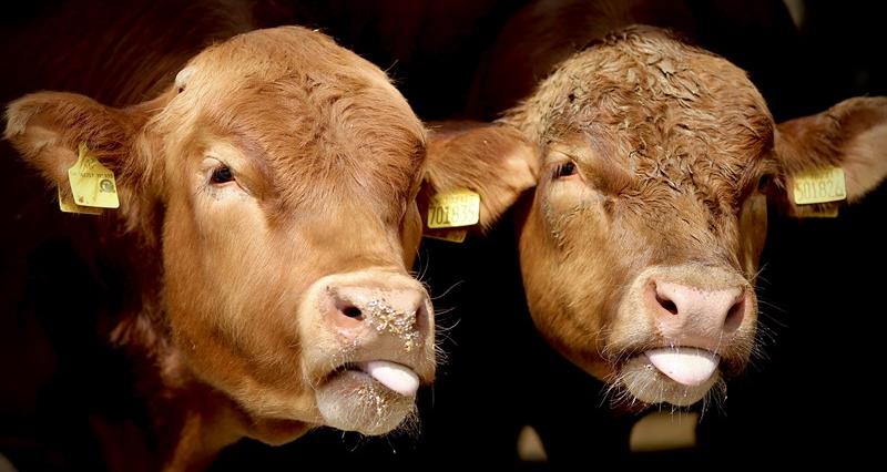 A close up picture of two brown cows looking at the camera with theit tongues out.