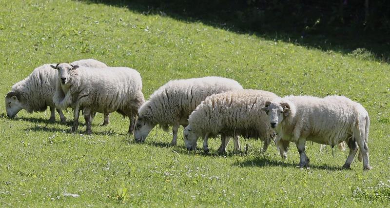 Sheep standing in a field