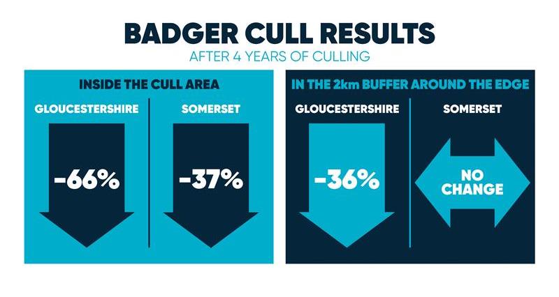 English badger cull results_69523