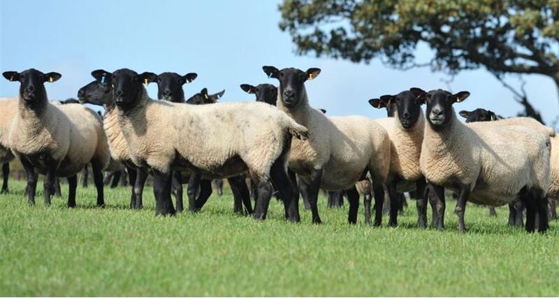 NFU Cymru urges livestock farmers to take action as extreme heat poses serious welfare risks