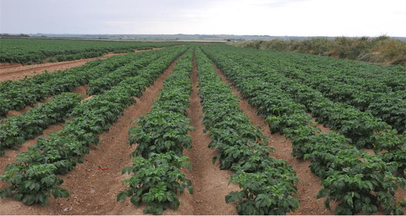 Potato field