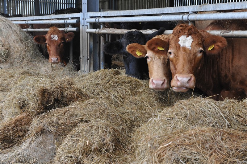 Win For Farmers As Welsh Government Announces Changes To Licensed TB ...