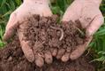 Soil in hands_73689