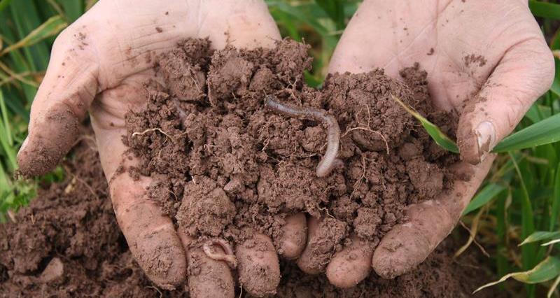 Hands holding healthy soil with worm