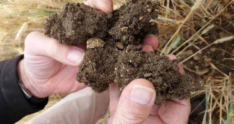 A close up image of a man's hands holding a clump of soil