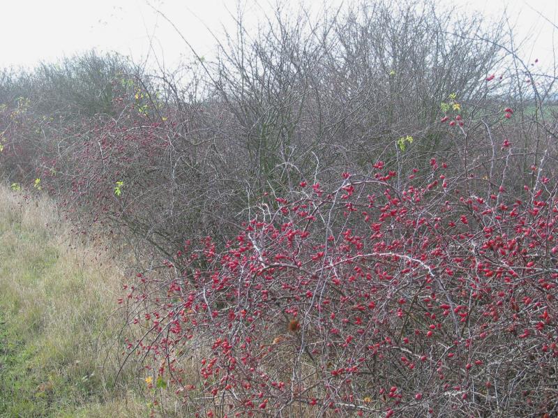 Uncut hedgerow, Nottinghamshire, birds, food, habitat_24412