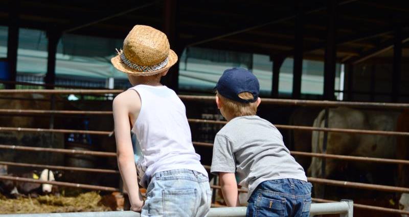 Children leaning over a fence looking at cows