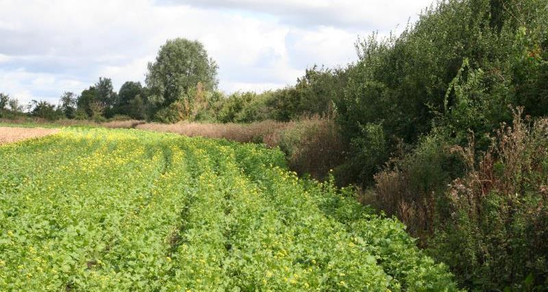 Andrew Pitts hedgerow, Northants with OSR crop_24413