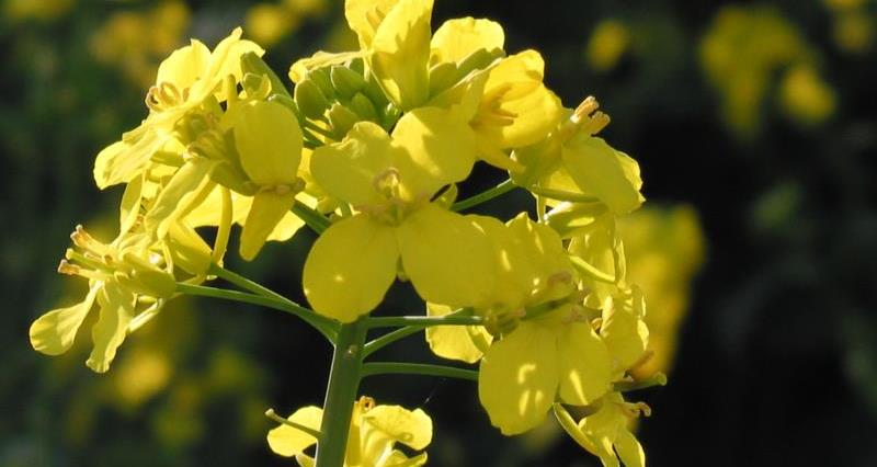 Oilseed rape flower in close up_13622