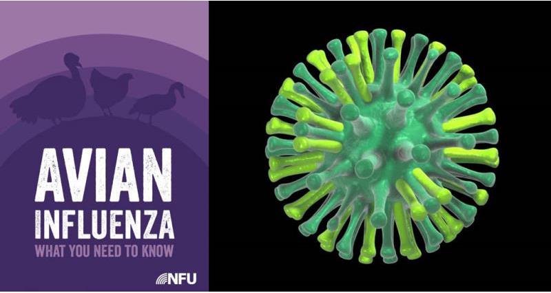 Avian influenza what you need to know NFU graphic