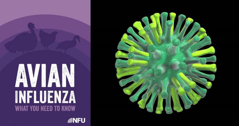 Nfu Avian Influenza Advice From Poultry Experts Nfuonline