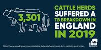 3,301 cattle herds suffered a TB breakout in England in 2019