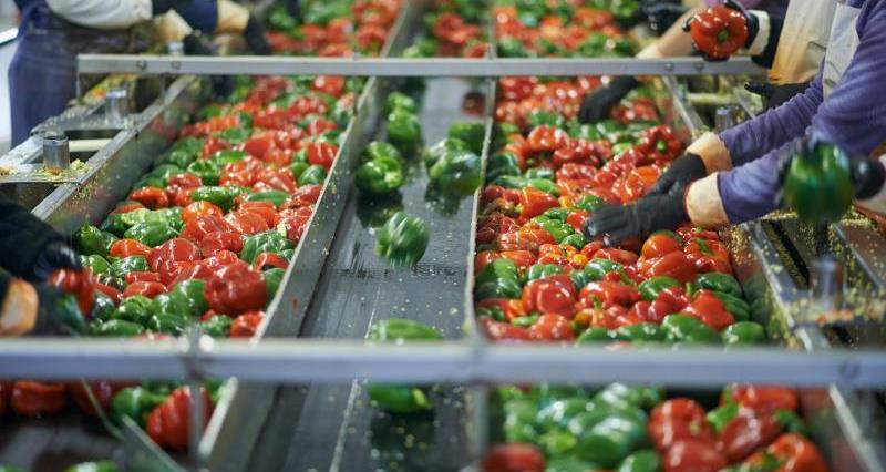 Red and green peppers being sorted manually by people on a production line