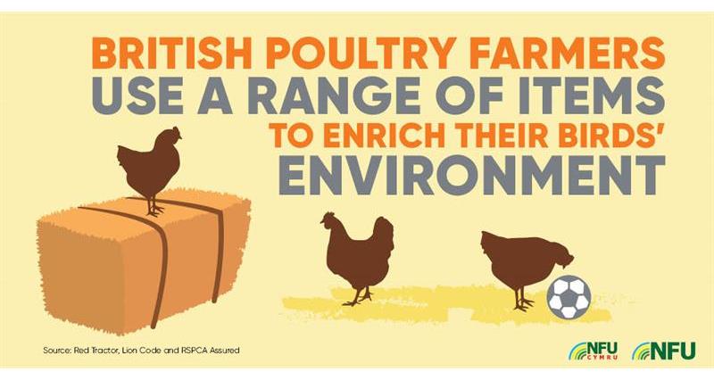 Poultry infographic enriching birds environment_72228