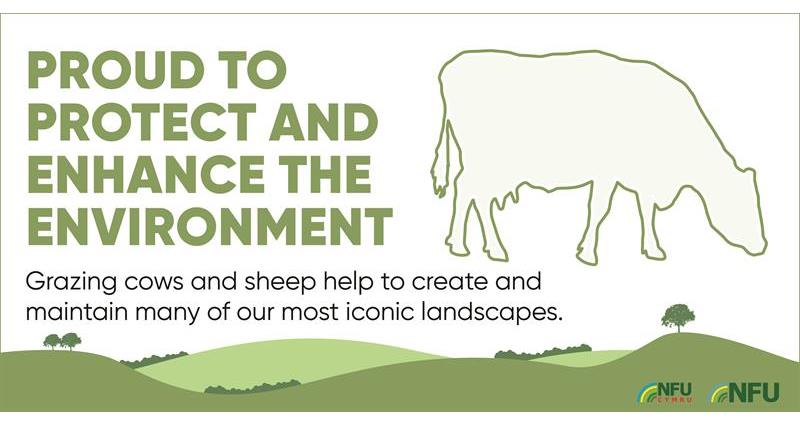 Grazing cows and sheep infographic_70606