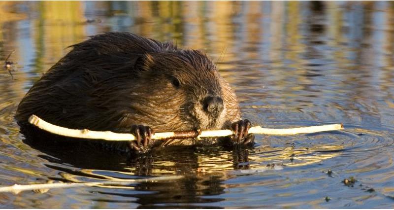 An image of a beaver holding a stick.