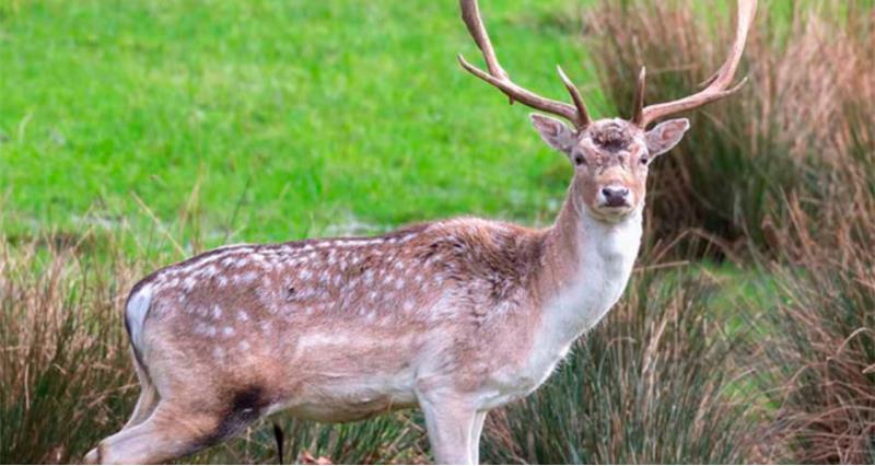 An image of a fallow deer buck