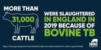 More than 31,000 cattle were slaughtered in England in 2019 because of bovine TB