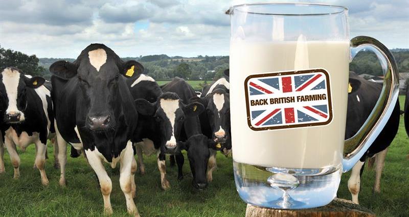 Jug of milk and dairy cows_73114