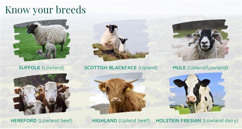 Know your breeds _68771
