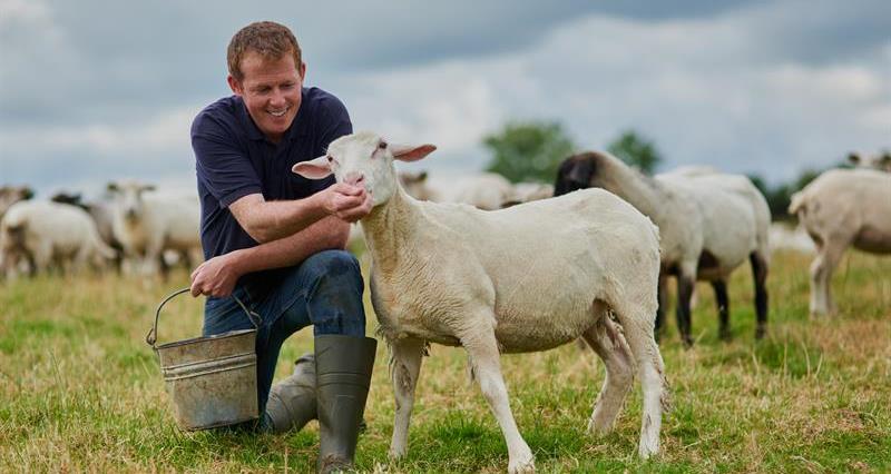 A picture of a farmer in a field feeding a sheep from his hand