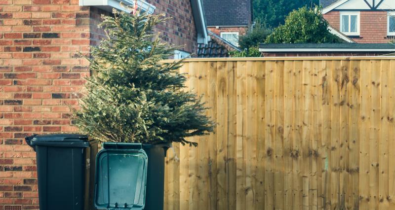 A picture of a christmas tree in a wheely bin outside a house