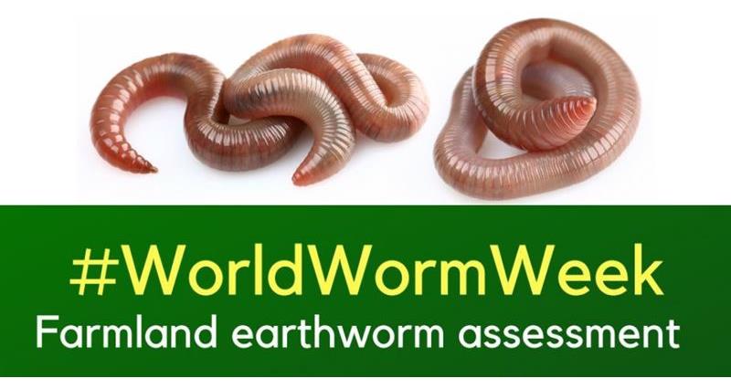 World worm week_61962
