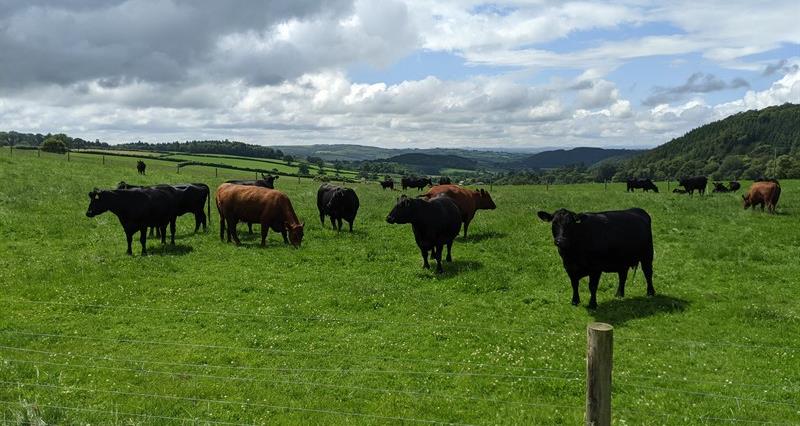 A suckler herd (cows) in a lush green field, with rolling hills in the background.